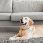 What is the Best Flooring to Get When You Have Pets?